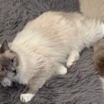 Picture of Purrfect Paws Cleo