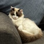 Picture of Monty, a Seal Bicolour Ragdoll