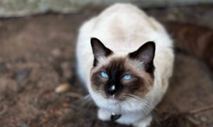 Milo