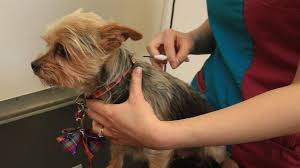 Dog being microchipped