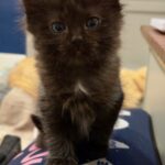 Layla - Black and Chocolate Ragdol Cross