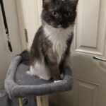 Purrfect Paws Onyx - Tuxedo Maine Coon